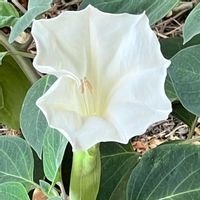 チョウセンアサガオ,可憐な花,白い恋人達,明日はきっと良い日になる,2019同期の画像