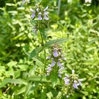 イヌゴマ,ゴマギ(胡麻木),山野草,湧き水,花のある暮らしの画像