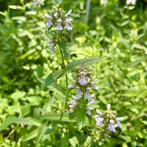 イヌゴマ,ゴマギ(胡麻木),山野草,湧き水,花のある暮らしの画像