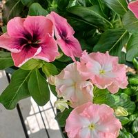 花のある暮らし,過去pic,花友さんに感謝♡の画像