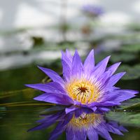 熱帯スイレン,アトリウム,草津市立水生植物公園みずの森の画像