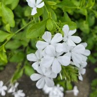 金魚草,キンギョソウ（金魚草）,おしろいばな,おしろいばな,白花ルリマツリの画像