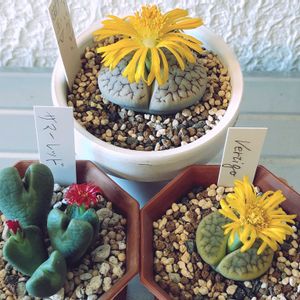 コノフィツム サマーレッド,多肉植物,多肉大好き,多肉中毒,多肉多肉多肉の画像