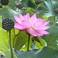 ハス,ピンクの花,水辺の植物,水辺の風景,水辺の画像