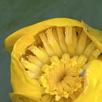 コウホネ,水辺の植物,黄色の花,水辺の風景,池のほとりの画像