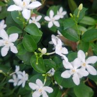 クランベリー,ヒューケラ,セイロンランティア,白い花,ヒューケラ大好きの画像