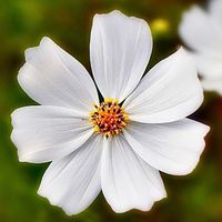 コスモス,コスモス,登山,今日の一枚,花のある暮らしの画像