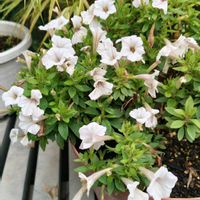 サフィニア,サフィニア,ガーデニング,ボタニカルライフ,お庭の植物の画像