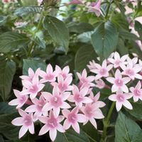 ペンタスの画像