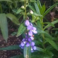ツワブキ,アンゲロニア セレニータ,花のある暮らし,地味好き,おうち園芸の画像