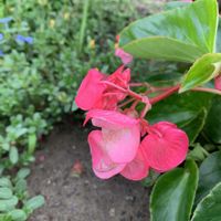 ベゴニア,花壇,ご近所,和む,花のある暮らしの画像