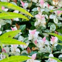 ハツユキカズラ,感謝,花のある暮らし,いつまでも,き　れ　い❤の画像