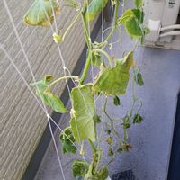 キュウリ,水耕栽培,きゅうり栽培の画像
