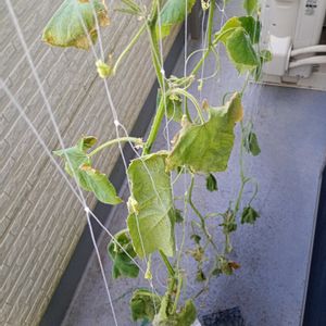 キュウリ,水耕栽培,きゅうり栽培の画像
