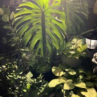 ハイビスカス,モンステラ,ギボウシ（ホスタ）,めだかの画像