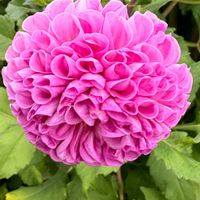 ダリア,ダリア,ピンクの花,青森,秋咲きの画像