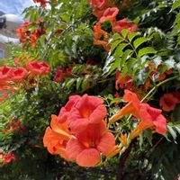 ノウゼンカズラ,いつもありがとう♡,トールペイント,花日記,しあわせ運べるようにの画像