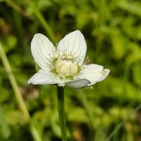 ウメバチソウ,ワレモコウ,ワレモコウ,山野草,お出掛け先の画像