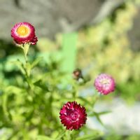 ヘリクリサム,雑草ガーデン,豚丼カフェ・ばっくやーど,広い庭の画像