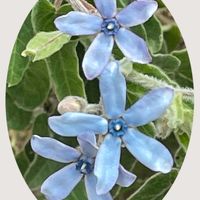 アサガオ,ブルースター,花のある暮らし,お花大好き♡,青い花マニアの画像