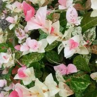 ハツユキカズラ,初雪カズラ,ハツユキカズラ（初雪カズラ),花のある暮らし,猛暑日の画像