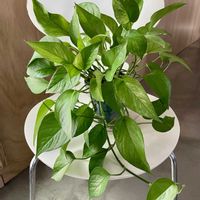 ポトス,ポトス　テルノ　アマゾン,ポトステルノアマゾン,観葉植物,キキ　ポトスの画像