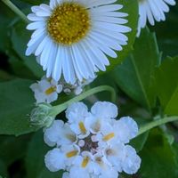 ヒメイワダレソウ,エリゲロン(ゲンペイコギク),素敵✨✨✨,可愛すぎる♡,白い小さなお花の画像