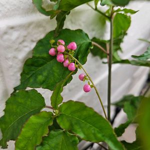 ジュズサンゴ 桃玉,鉢植え,明るい日陰,プランター,ガーデニング初心者の画像