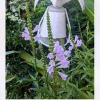 ハナトラノオ,レウコフィルム,バラ レオナルドダビンチ,ガーデニング,花のある暮らしの画像