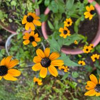 ルドベキア,花のある暮らし,季節のお花,我が家のお花,いただいたお花の画像