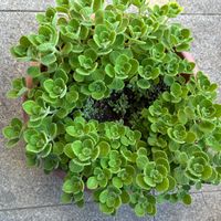 アロマティカス,いい香り,カット苗,グリーン,可愛いの画像
