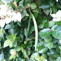 ハツユキカズラ,ハツユキカズラの画像
