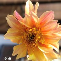 ダリア,トルコキキョウ,夏の花,種まき,花のある暮らしの画像