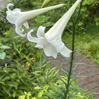 ユリ,白いお花,お出かけ先の画像