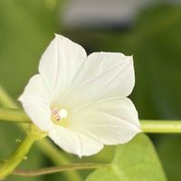 白が好き,#ガーデニング,エクステリアの画像