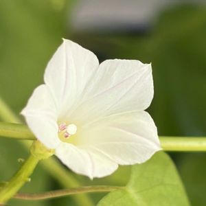 白が好き,#ガーデニング,エクステリアの画像