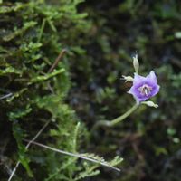 ヒオウギ,イワタバコ,植物園,山野草,野草の画像