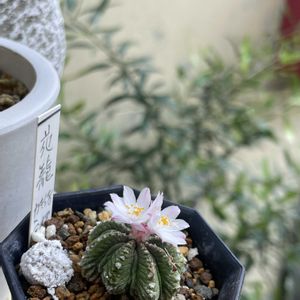 花籠,マテレア シクロフィラ,多肉植物,珍奇植物,多肉女子の画像