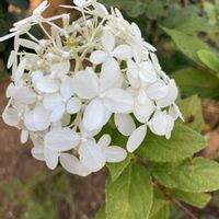 ノリウツギ,フウセンカズラの花,チーム千葉✿︎,人に優しく,とにかくGS 楽しもう！の画像