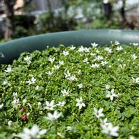 プラティア,千葉県,私のお庭,白い水曜日♡,千葉県北西部の画像