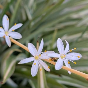 寄植え,ハンギング,白い水曜日,小さな庭,玄関アプローチの画像