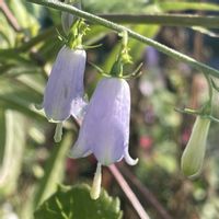 ツリガネニンジン,山野草,花のある暮らし,繋がりに感謝✨,青い花マニアの画像