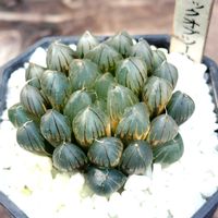 ハオルチア,ハオルチア オブツーサ,オブツーサ錦,多肉植物,ハオルチア属の画像