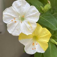 オシロイバナ,オシロイバナ,薔薇,薔薇,プランターの画像