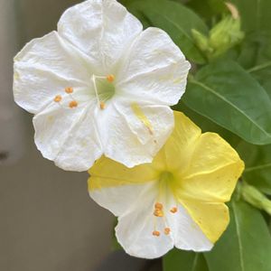 オシロイバナ,オシロイバナ,薔薇,薔薇,プランターの画像