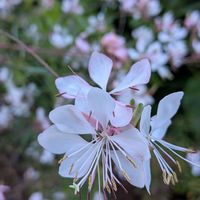ガウラ,ガウラ,ガウラ,小さな庭の画像