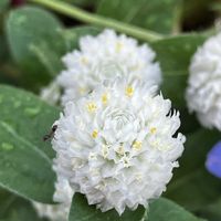 千日紅,ベゴニア,日々草,今朝の庭,花に癒されての画像