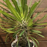 パキポディウム・ラメリー,パキポディウム・ゲアイー,多肉植物,鉢植え,塊根植物の画像
