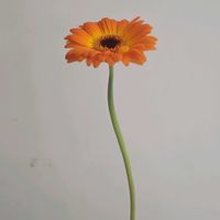 ガーベラ,ガーベラ　ソレロ,一人一花,一人一花運動@福岡市,ハナノヒの画像