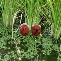 コスモス,コノテガシワ,ススキ,アナカリス(水草),サンゴジュの画像